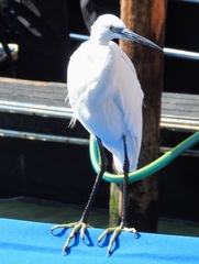 Egretta garzetta