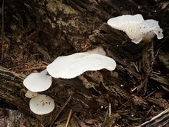 Pseudohydnum gelatinosum
