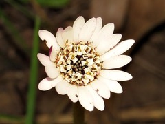 Gerbera