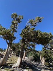 Pinus aristata
