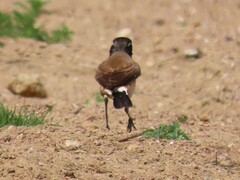 Oenanthe pileata pileata