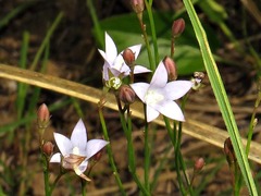 Wahlenbergia undulata