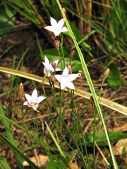 Wahlenbergia undulata