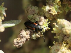 Neoeutrapela