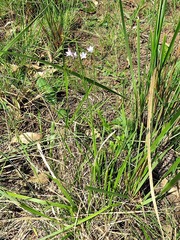 Wahlenbergia undulata