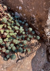 Petrosedum forsterianum