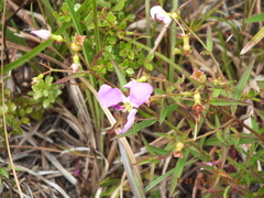 Rhexia mariana mariana