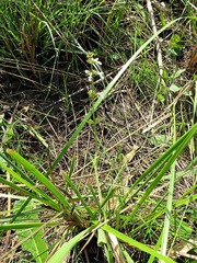 Stachys nigricans