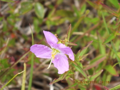 Rhexia mariana mariana