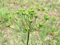 Heteromorpha involucrata