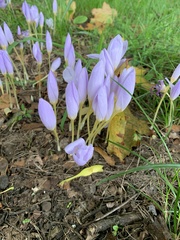 Crocus kotschyanus