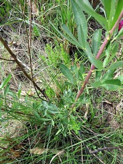 Heteromorpha involucrata