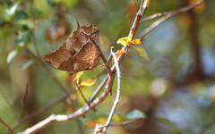 Charaxes varanes