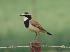 Oenanthe pileata pileata