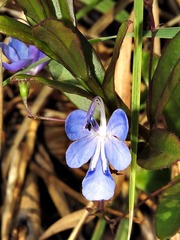 Rotheca hirsuta