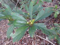 Lindera erythrocarpa