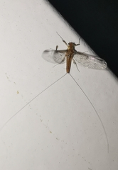 Ephemeroptera