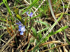 Rotheca hirsuta