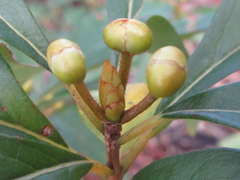 Lindera erythrocarpa