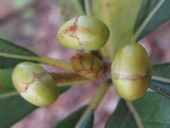 Lindera erythrocarpa