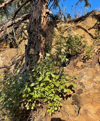 Brickellia grandiflora