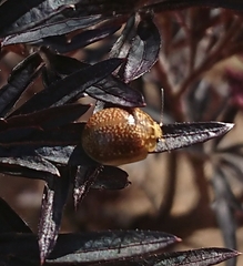 Paropsisterna cloelia