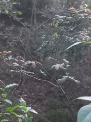 Alectryon tomentosus