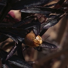 Paropsisterna cloelia