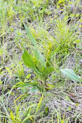 Hypoxis colchicifolia