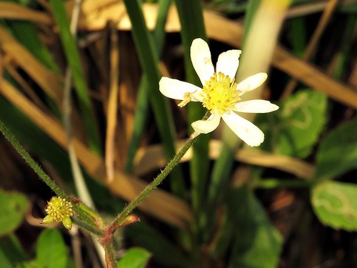 Ranunculoideae image