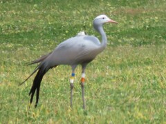 Anthropoides paradiseus