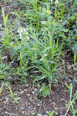 Leucas lavandulifolia