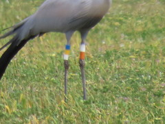 Anthropoides paradiseus