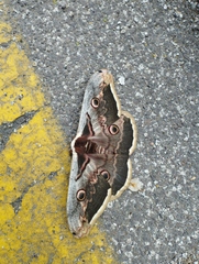 Saturnia pyri