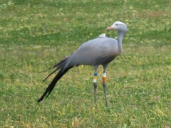 Anthropoides paradiseus