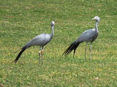 Anthropoides paradiseus