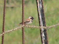 Passer melanurus melanurus