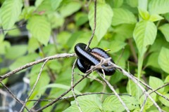 Diplopoda