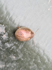 Paropsisterna m-fuscum