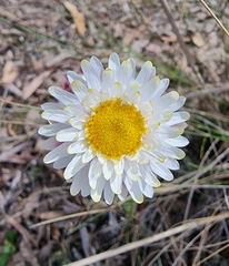Leucochrysum albicans