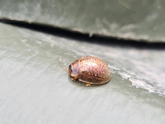 Paropsisterna m-fuscum