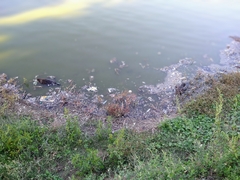 Anas platyrhynchos