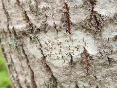 Lecanora hybocarpa