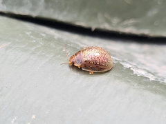 Paropsisterna m-fuscum