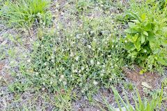 Strobilanthes anisophyllus