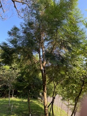 Libocedrus