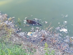 Anas platyrhynchos
