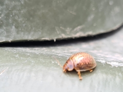 Paropsisterna m-fuscum