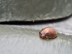 Paropsisterna m-fuscum