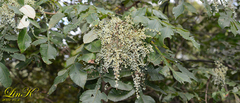Rhus javanica